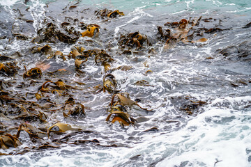 Bull kelp seaweed growing on rocks. Edible sea weed ready to harvest in the ocean on australia