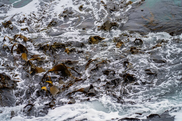 Seaweed and bull kelp growing on rocks in the ocean in australia. Waves moving seaweed over rock and flowing with the tide in Japan. Seaweed farm in australia