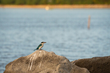 Collared Kingfisher is waiting to catch a fish while being aware on its surroundings