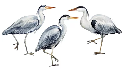 Fototapete Reiher Heron bird on isolated white background, watercolor hand drawn painting illustration. Set of birds
