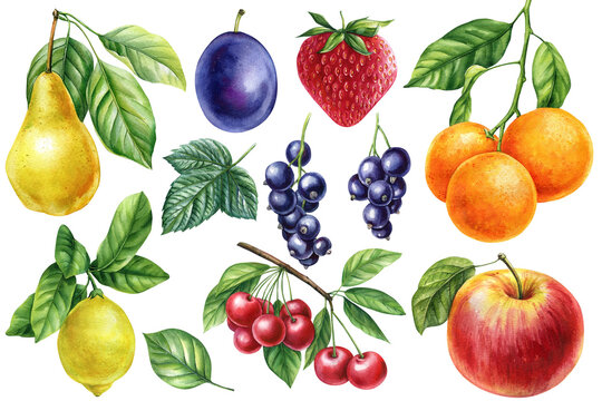 Fruits set on isolated white background, watercolor botanical painting. Orange, cherry, Lemon, Strawberry, plum and pear