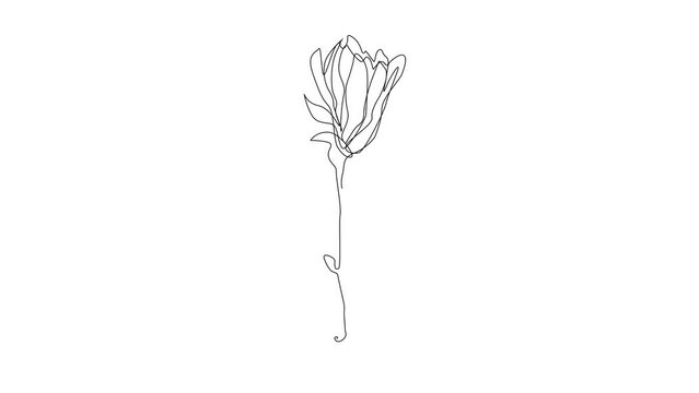 Continuous Line Magnolia Flower Vector Icon, Monoline Flowering Magnolia Stellata, One Line Star Magnolia Silhouette