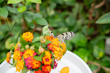 a marbled butterfly sipping nectar on a flower