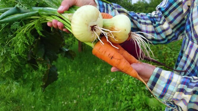 Woman holds ripe, fresh vegetables in the hands, concept of gardening