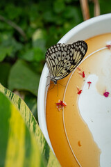 a marbled butterfly sipping nectar on an artificial nectar
