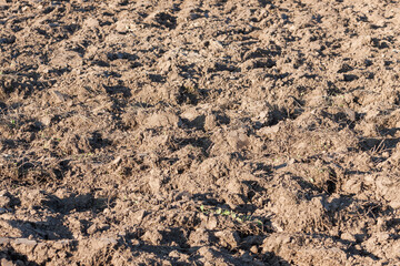 field arable