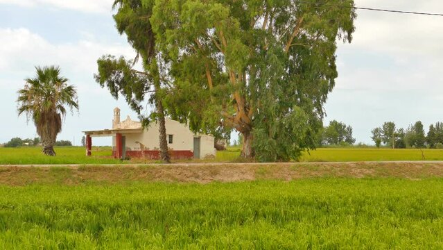 Green Rice Fields At Ebro Delta National Park Near Amposta, Tarragona, Catalonia, Spain. Wide Shot
