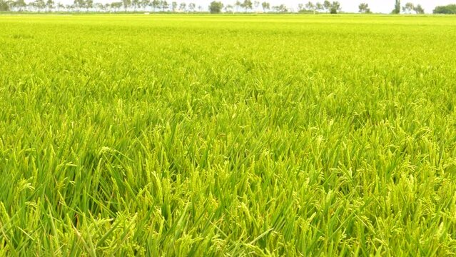 Fresh Nature Scene Of Rice Crop Fields At Ebro Delta National Park Near Amposta, Tarragona, Catalonia, Spain. Pan Wide Shot
