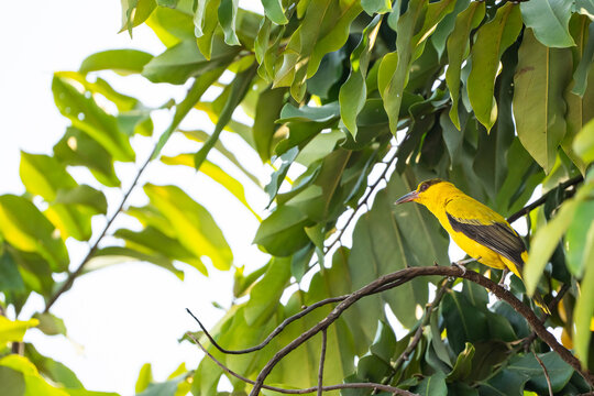 a black-naped oriole scouting for the next tree to fly on