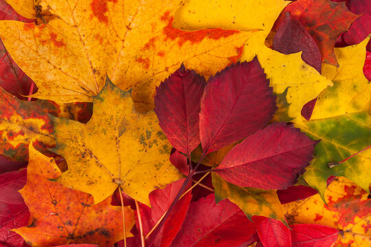 Background made of fallen autumn leaves