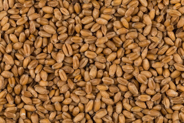 whole background of wheat grain