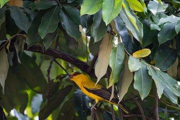 a black-naped oriole calling or making a sound  
