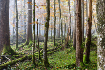 Autumn beech forest in the morning, Berchtesgaden, Germany