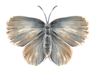 Watercolor illustration of a butterfly, isolated on a white background. Hand drawn cute moth