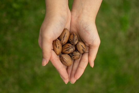 Las manos de una mujer sosteniendo unas nueces sin pelar