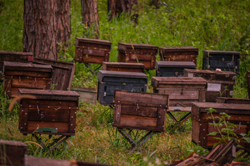 Wooden boxes placed in pine forests to keep bees