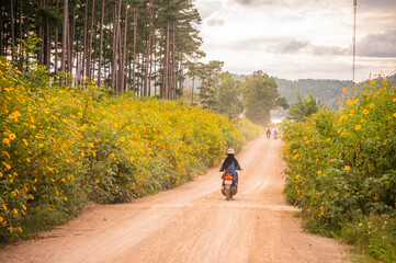 In the dry season of the Central Highlands, wild sunflowers bloom bright yellow along dusty dirt roads