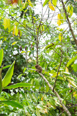 a tarsier seeking shelter for the rain starts to pour