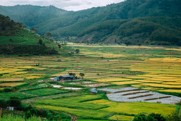 Ripe rice fields in Don Duong, Lam Dong, Vietnam