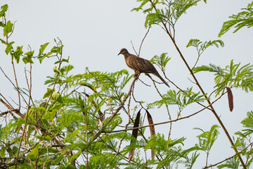 a lonely spotted dove on the top of a tree branch