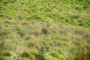 pasture growing in a field in spring