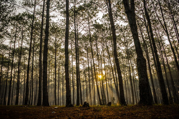 sun rays in the forest