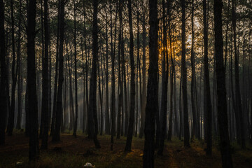 Obraz premium Morning in Chau Son deep forest