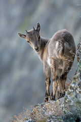 Naklejka na ściany i meble Cute newborn Alpine ibex (Capra ibex) walking on a cliff while looking in camera - Mountain animals in the wild, 3000 meters above sea level. Italian Alps. Animals cub.