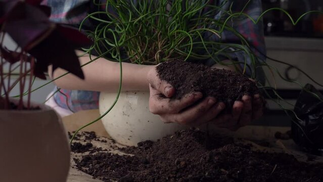 The girl transplants a flower into a new pot
