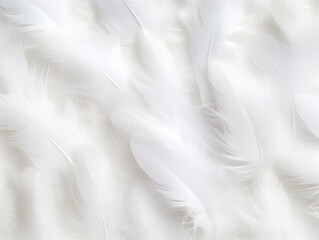 Fototapeta na wymiar Close up White feather background