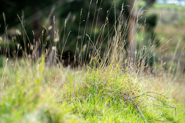 green grass growing in a farm