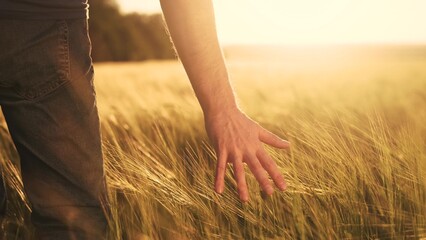 Agriculture. close-up of a farmer hand touching spikelets of yellow wheat at sunset. agriculture business concept. farmer hand touches the wheat in the agricultural lifestyle field