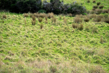 green grass growing in a farm