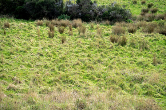 green grass growing in a farm