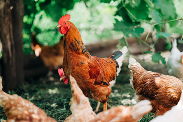 Chiken on the farm. Happy animals at home farming organic culture. Natural living lifestyle animal bird