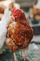 Chiken on the farm. Happy animals at home farming organic culture. Natural living lifestyle animal bird