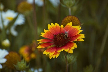 Vivid indian blanket (gaillardia pulchella) flower with a bee on it in the garden