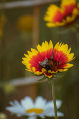 Vivid indian blanket (gaillardia pulchella) flower with a bee on it in the garden