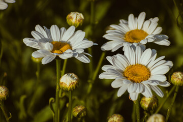 Fototapeta premium Wild daisy flowers in the countryside