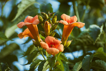 Close-up of yellow flowers of the trumpet vine or trumpet creeper (campsis radicans), floral...