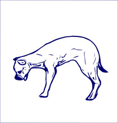 sketches of dogs in various positions with transparent background