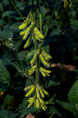 Soybean clips growing in the field