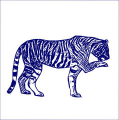 sketch of a tiger with a transparent background