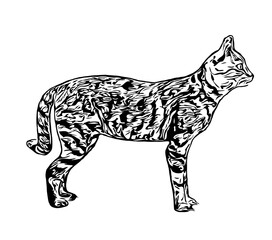 sketch of a cat with a transparent background