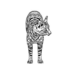 sketch of a cat with a transparent background
