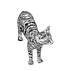 sketch of a cat with a transparent background