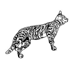 sketch of a cat with a transparent background