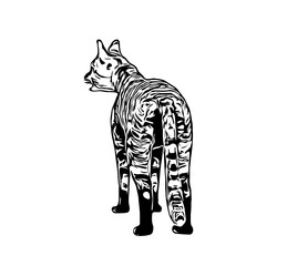 sketch of a cat with a transparent background
