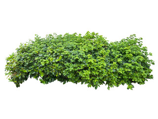 Fototapeta premium bunch of parsley cutout 