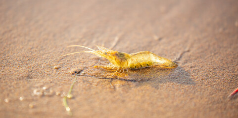Live shrimp on the shore. The shrimp lies on the sand by the sea.